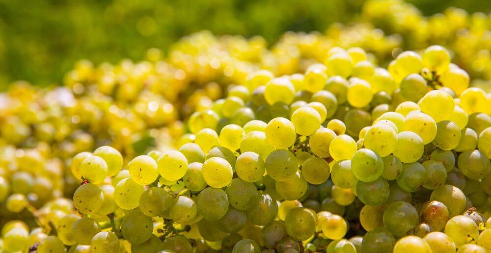 Chardonnay Grapes