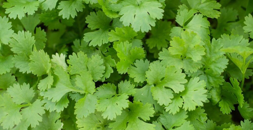 Coriander