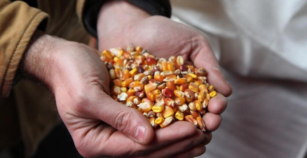 Handful of Corn Grains