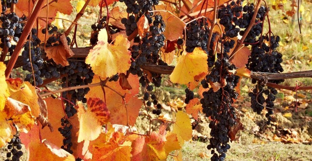 Lambrusco Grapes in Vineyard