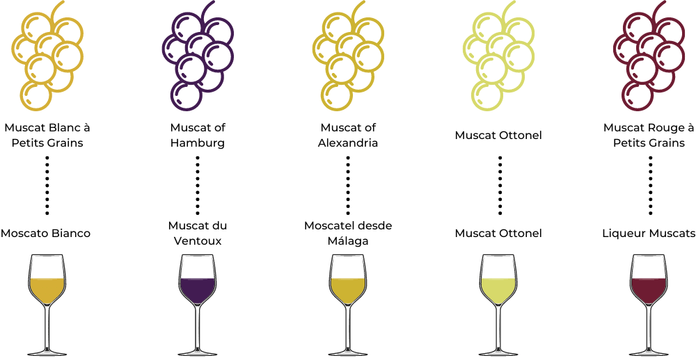 Beginners guide to different types of Wine glasses 