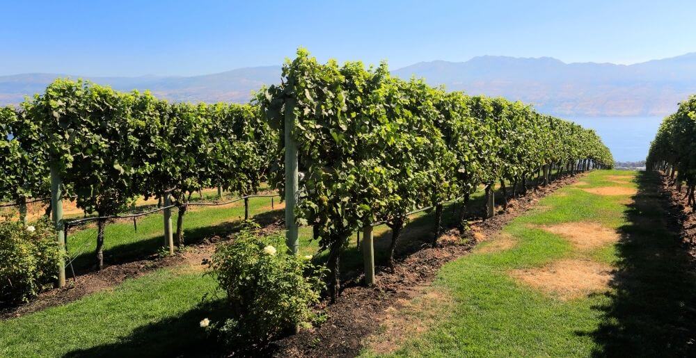 Vineyard